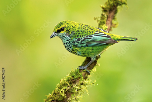 The speckled tanager (Ixothraupis guttata) is a medium-sized passerine bird. It is a resident breeder in Costa Rica, Panama, Trinidad, Venezuela, Colombia, Guyana photo