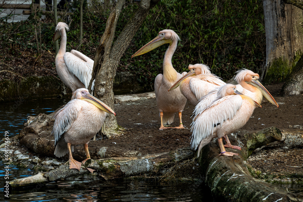 Great White Pelican, Pelecanus onocrotalus in a park Great White Pelican, Pelecanus onocrotalus in a park