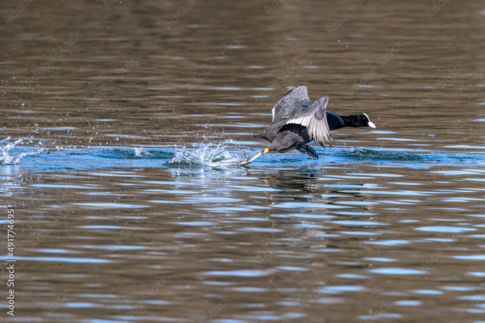 Fototapeta premium The Eurasian coot, Fulica atra swimming on the Kleinhesseloher Lake at Munich, Germany