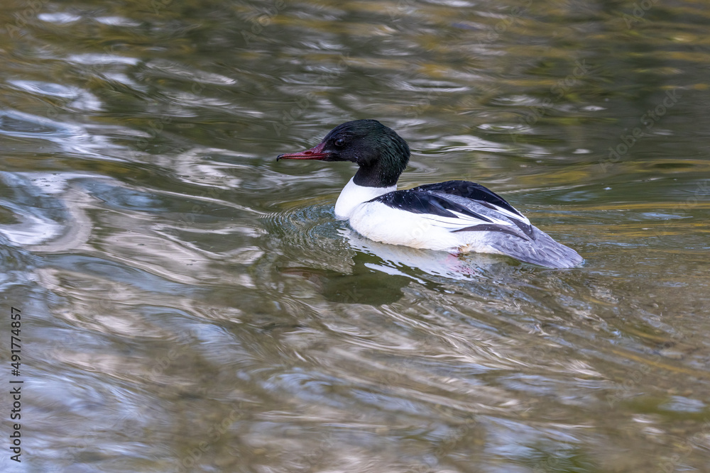 Common Merganser, Goosander, Mergus merganser, swimming on the Kleinhesseloher Lake at Munich, Germany Common Merganser, Goosander, Mergus merganser, swimming on the Kleinhesseloher Lake at Munich, Germany