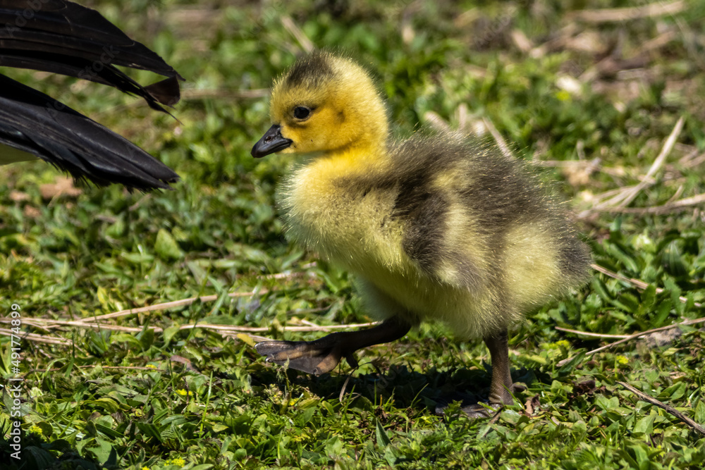 Beautiful yellow fluffy Canada Goose baby gosling in spring, Branta canadensis Beautiful yellow fluffy Canada Goose baby gosling in spring, Branta canadensis