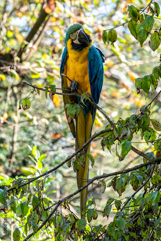 Obraz premium The Blue-and-yellow Macaw, Ara ararauna is a large South American parrot
