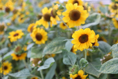 Photo of sunflower in the flower garden