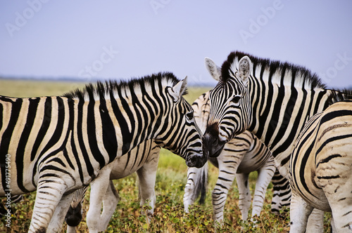 Two Zebras greeting on the african savana on a rainy day