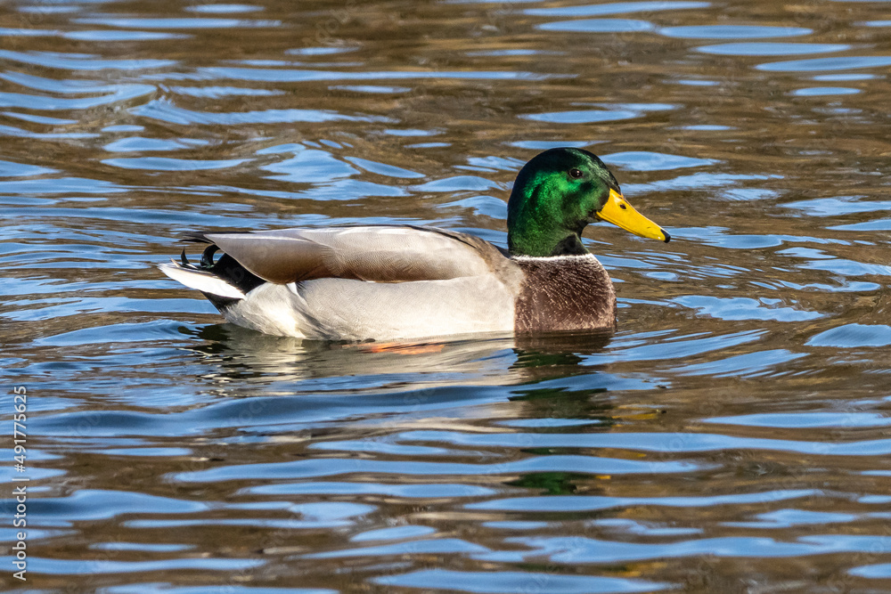 Wild duck or mallard, Anas platyrhynchos swimming in a lake Wild duck or mallard, Anas platyrhynchos swimming in a lake