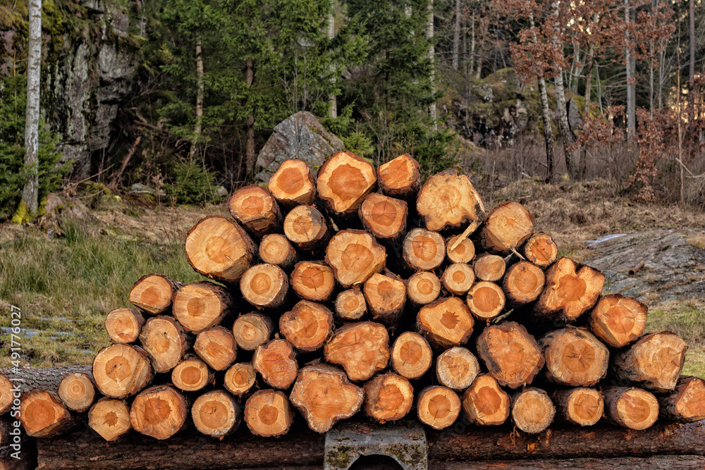 freshly cut trees in the form of wood with cuts of trunks stacked in the shape of a triangle