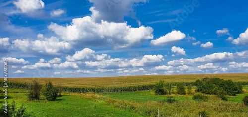 Rural farmland concept. Panoramic view of cornfield and blue sky.