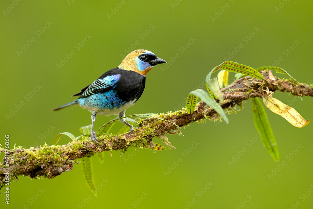 golden-hooded tanager (Stilpnia larvata) is a medium-sized passerine bird. This tanager is a resident breeder from southern Mexico south to western Ecuador. 