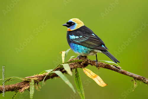 golden-hooded tanager (Stilpnia larvata) is a medium-sized passerine bird. This tanager is a resident breeder from southern Mexico south to western Ecuador. 