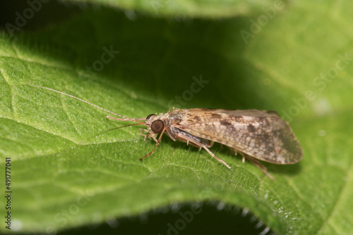 The caddisflies are a group of insects with aquatic larvae  photo