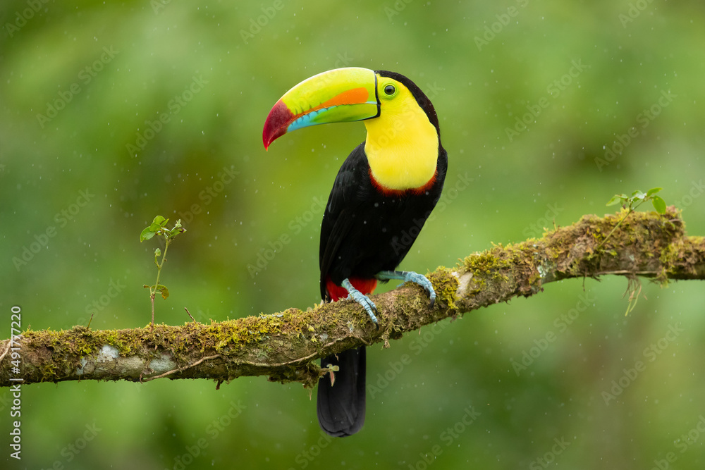 Fototapeta premium keel-billed toucan (Ramphastos sulfuratus), also known as sulfur-breasted toucan or rainbow-billed toucan, is a colorful Latin American member of the toucan family. It is the national bird of Belize