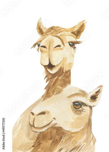 Watercolor illustration of two camel heads