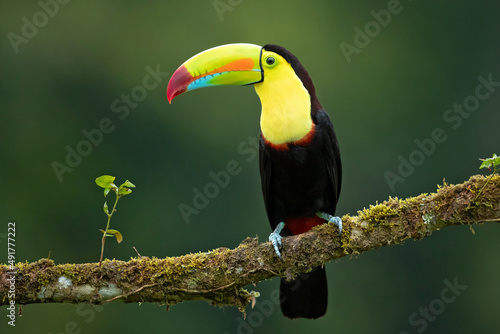 keel-billed toucan (Ramphastos sulfuratus), also known as sulfur-breasted toucan or rainbow-billed toucan, is a colorful Latin American member of the toucan family. It is the national bird of Belize photo