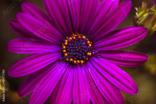 A deep lavender Cape Marguerite daisy   overhead view   close up 