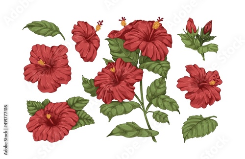 Hibiscus flowers set. Botanical vintage drawing of blossomed floral plants. Realistic tropical blooms with leaves and lush petals. Hand-drawn graphic vector illustrations isolated on white background
