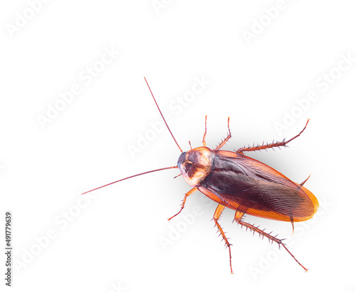 close-up cockroach isolated on white background(top view)