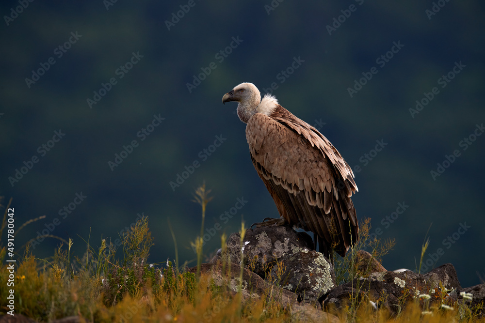 Griffon Vulture, Gyps fulvus, big birds of prey sitting on rocky mountain, nature habitat, Madzarovo, Bulgaria, Eastern Rhodopes. Wildlife from Balkan. Wildlife scene from nature. Blue flower on rock. Griffon Vulture, Gyps fulvus, big birds of prey sitting on rocky mountain, nature habitat, Madzarovo, Bulgaria, Eastern Rhodopes. Wildlife from Balkan. Wildlife scene from nature. Blue flower on rock.