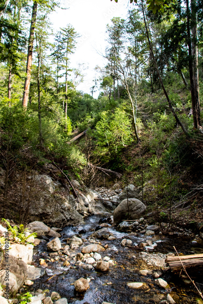 Forest Stream Forest Stream