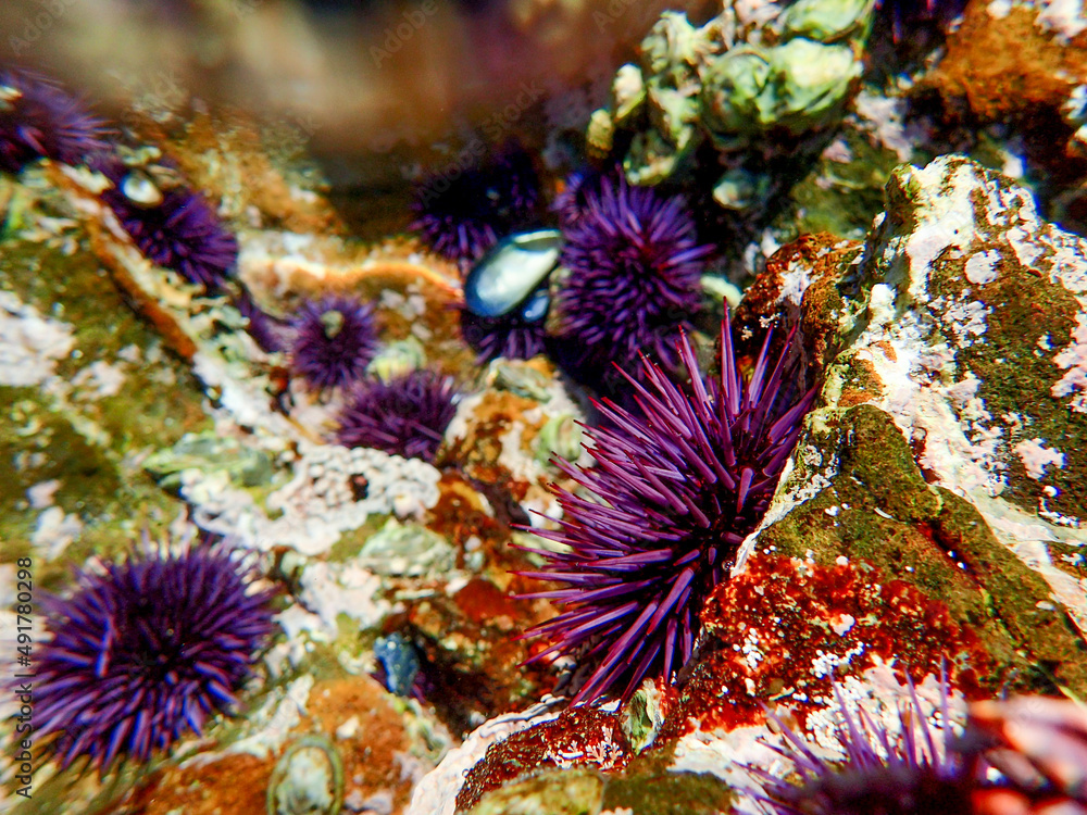 Obraz premium Sea urchins while tidepooling