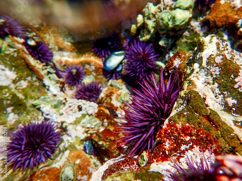Sea urchins while tidepooling