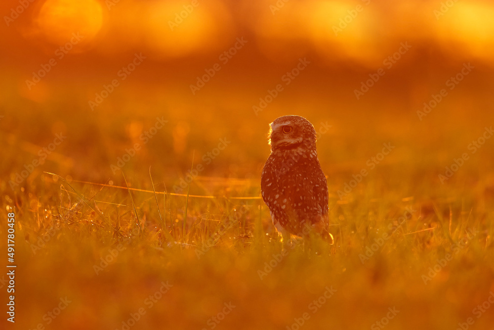 Obraz premium Brazil wildlife, sunset with owl. Burrowing Owl, Athene cunicularia, night bird with beautiful evening sun light, animal in the nature habitat, Mato Grosso, Pantanal, Brazil. 