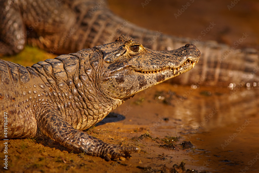 Brazil wildlife. Yacare Caiman, Pantanal, Brazil. Detail portrait of danger reptile. Crocodile in river water, evening light. Close-up detail of lizard. Brazil wildlife. Yacare Caiman, Pantanal, Brazil. Detail portrait of danger reptile. Crocodile in river water, evening light. Close-up detail of lizard.