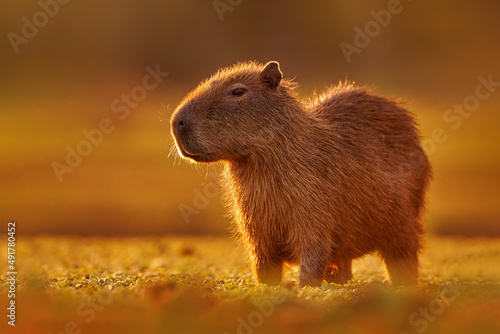 Brazil wildlife. Capybara, Hydrochoerus hydrochaeris, Biggest mouse near the water with evening light during sunset, Pantanal, Brazil. Wildlife scene from nature. Orange evening with cute mammal. © ondrejprosicky