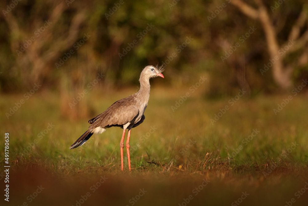 Seriema bird from Brazilian nature. Bird in the grassy meadow, long red legs. Travelling in South America. Wildlife from Pantanal. Red-legged Seriema, evening light, Pantanal, Brazil. Seriema bird from Brazilian nature. Bird in the grassy meadow, long red legs. Travelling in South America. Wildlife from Pantanal. Red-legged Seriema, evening light, Pantanal, Brazil.