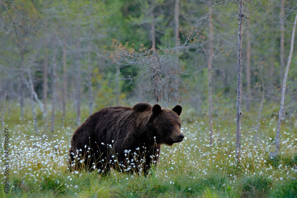 Bear with summer forest, wide angle with habitat. Beautiful brown bear walking around lake, fall colours. Big danger animal in habitat. Wildlife scene from nature, Russia. Bear with summer forest, wide angle with habitat. Beautiful brown bear walking around lake, fall colours. Big danger animal in habitat. Wildlife scene from nature, Russia.