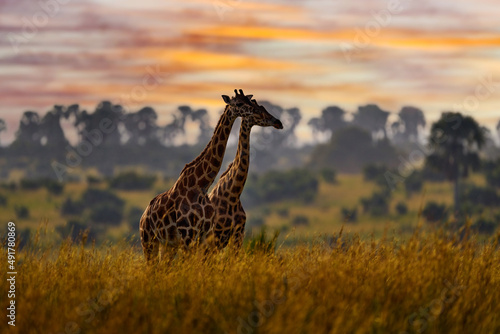 Africa sunset nature. Big herd with blue sky with clouds. Giraffe and morning sunrise. Green vegetation with animal portrait. Orange light in the forest, Murchison Falls NP Uganda