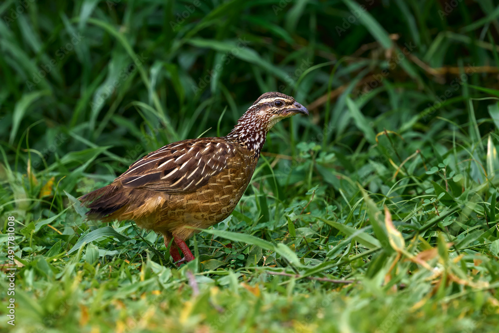 Crested Francolin, Dendroperdix sephaena, bird in the nature habitat, Murchinson Fall NP, Uganda in Africa. Evening light with bird sitting on the tree trunk. Crested Francolin, Dendroperdix sephaena, bird in the nature habitat, Murchinson Fall NP, Uganda in Africa. Evening light with bird sitting on the tree trunk.