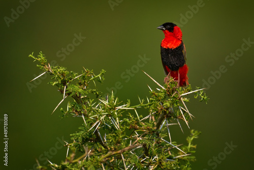 Northern red bishop or orange bishop, Euplectes franciscanus, red black bird sitting on the thorny prickly shrub bush. Bird Murchison NP, Uganda in Africak. Bishop, Uganda wildlife.