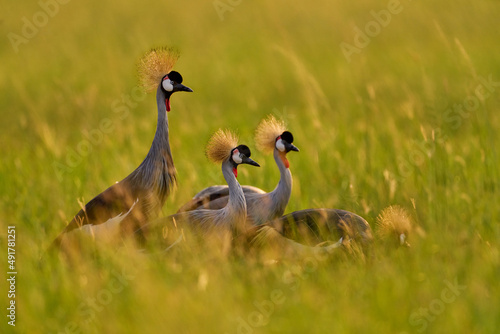 Bird dance. Crane love. Grey crowned crane, bird love, Balearica regulorum, with dark background. Bird head with gold crest in heavy rain, Africa, Uganda. Big bird fly in the nature.