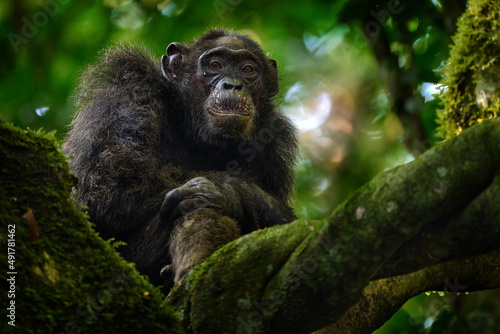 Chimpanzee, Pan troglodytes, on the tree in Kibale National Park, Uganda, dark forest Fototapet