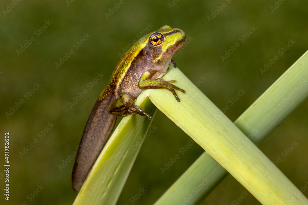 Fototapeta premium Tadpole of the Green and Golden Bell Frog changing into a frog