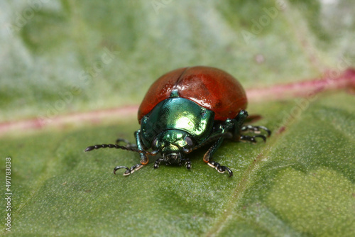 Chrysomelidae family commonly known as leaf beetles © Gonzalo