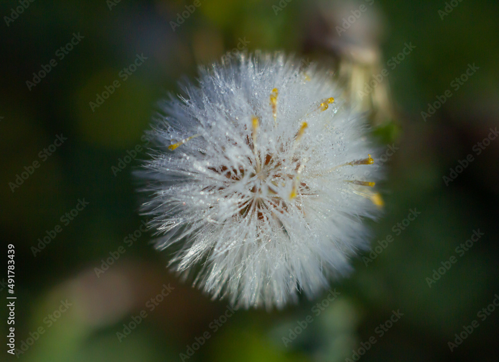 Close up of White bristles in early morning with water drop,as know as Seed pod of an Agoseris plant ( Mountain dandelion) ,is a small genus of annual or perennial herbs in the Asteraceae family.