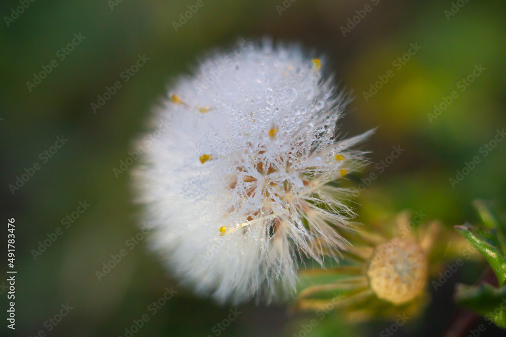 Close up of White bristles in early morning with water drop,as know as Seed pod of an Agoseris plant ( Mountain dandelion) ,is a small genus of annual or perennial herbs in the Asteraceae family. Close up of White bristles in early morning with water drop,as know as Seed pod of an Agoseris plant ( Mountain dandelion) ,is a small genus of annual or perennial herbs in the Asteraceae family.