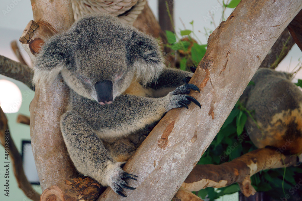 A close-up photo of a koala A close-up photo of a koala