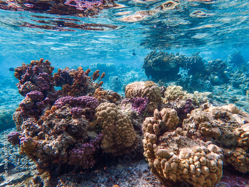 Coral Reef in French Polynesia