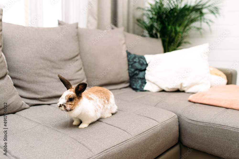 Russet spotted banny rabbit sitting on a couch