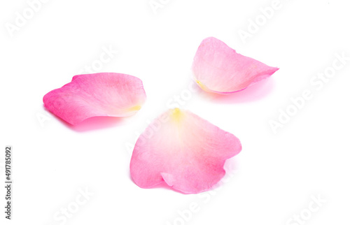 Fotografía pink rose petals isolated