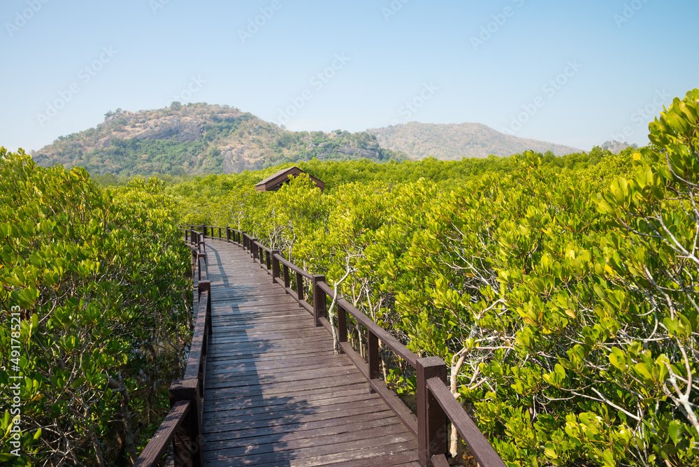 Wooden floor bridge in green mangrove forest blue sky background sunny day. Mangroves are group of trees and shrubs that live in coastal intertidal zone. Save environmental and travel concept.