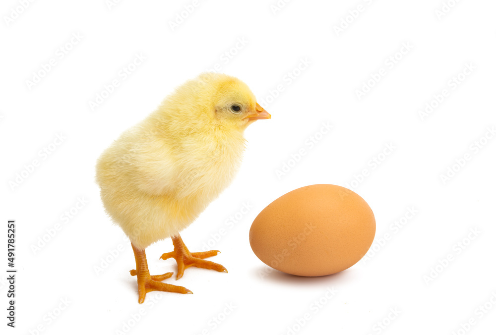 chicken isolated chicken isolated