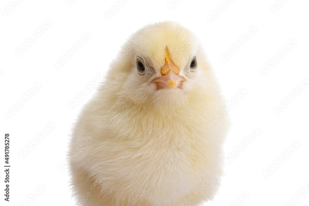 chicken isolated chicken isolated