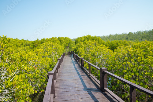 Wooden floor bridge in green mangrove forest blue sky background sunny day. Mangroves are group of trees and shrubs that live in coastal intertidal zone. Save environmental and travel concept. © pla2na