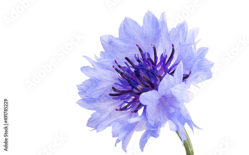 cornflower flower isolated