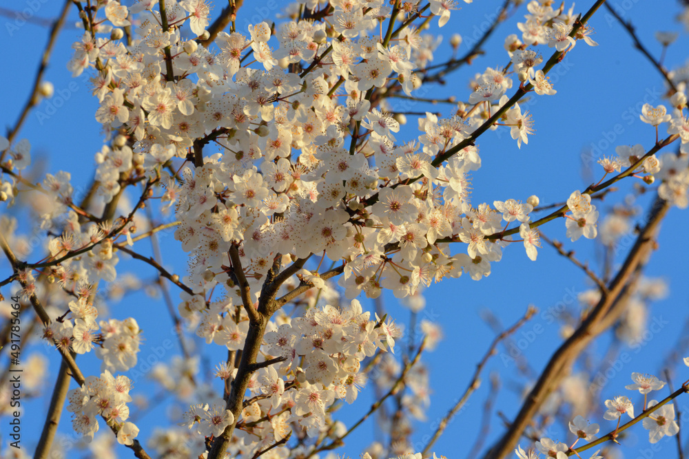 Beautiful blossom in the morning sunlight Beautiful blossom in the morning sunlight