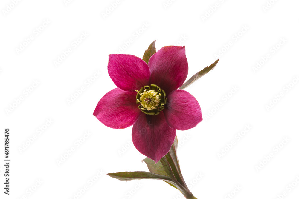 hellebore flower isolated