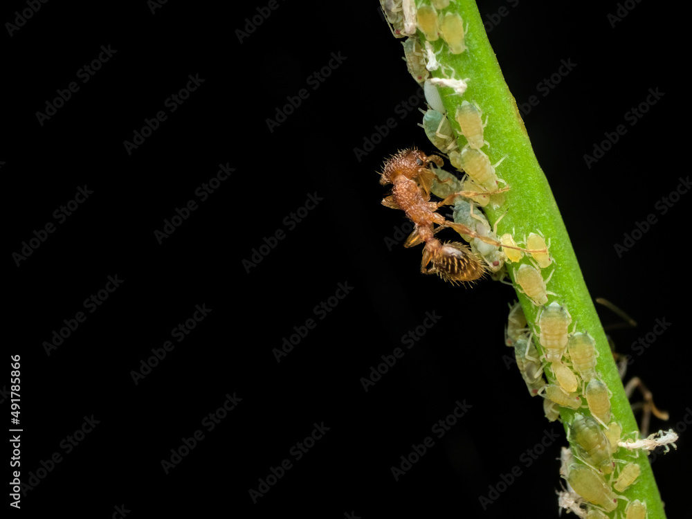 red ant doing mutualism symbiosis with apids red ant doing mutualism symbiosis with apids
